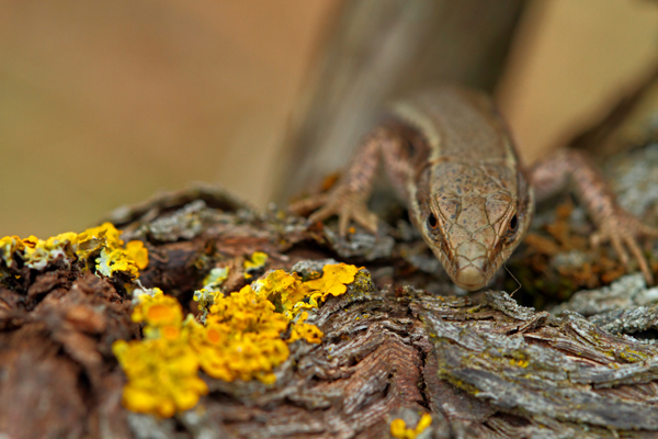 32_lezard-des-murailles,-podarcis-muralis.jpg